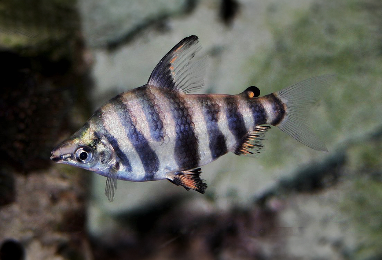 Abramites hypselonotus