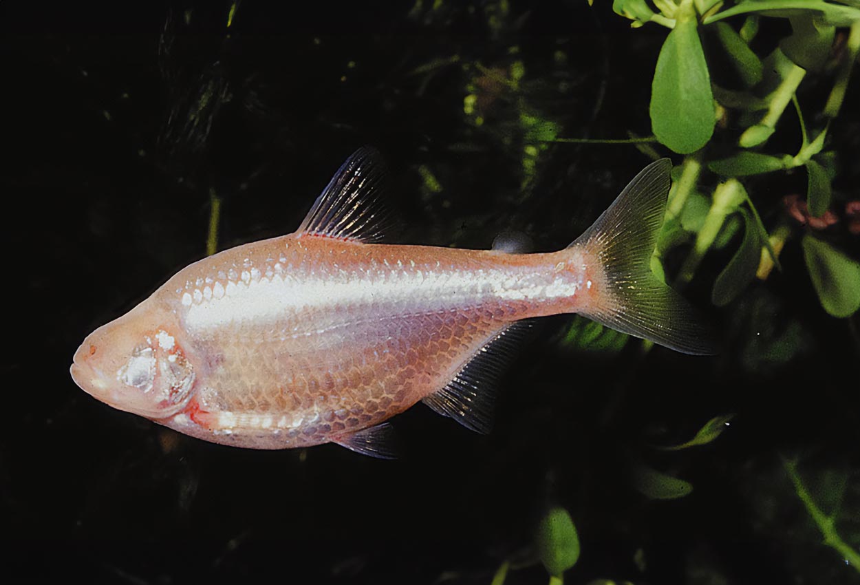 Astyanax jordani