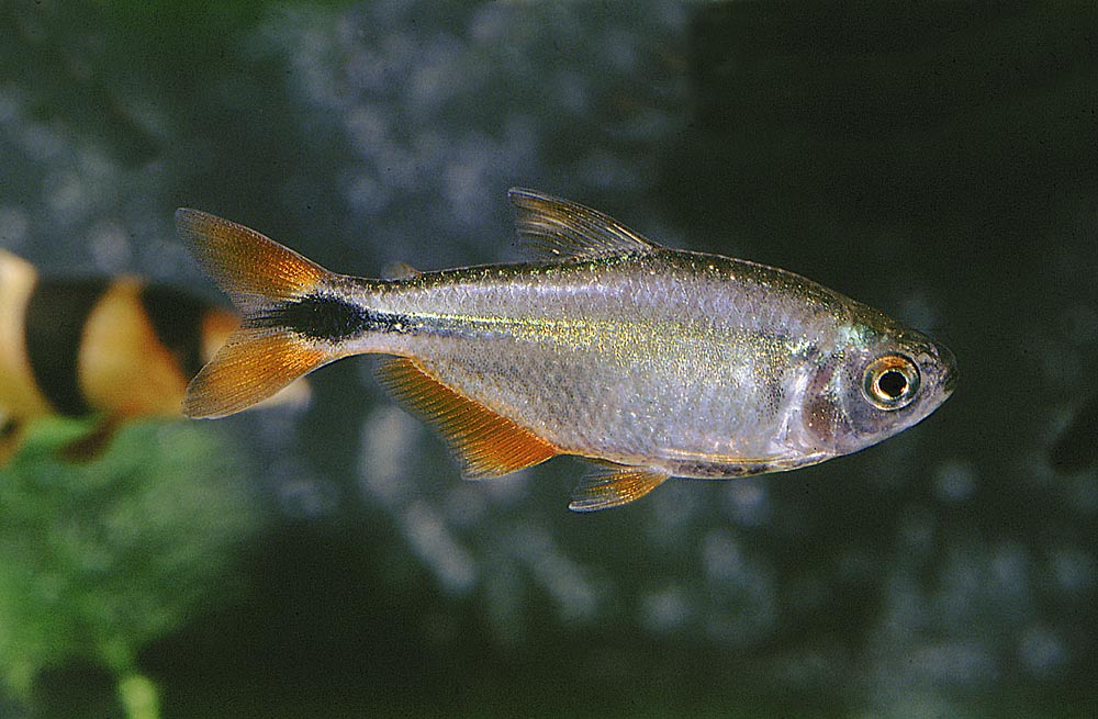 Hyphessobrycon anisitsi