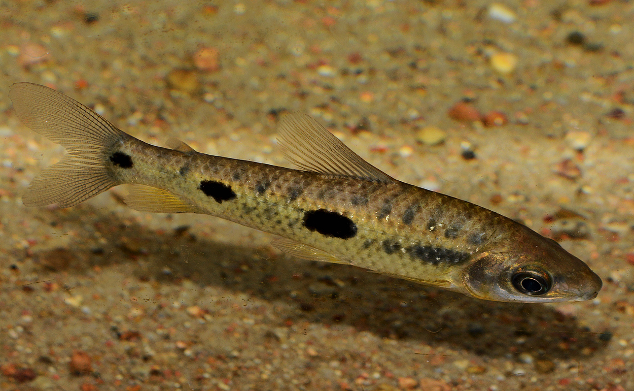 Leporinus cf. parae