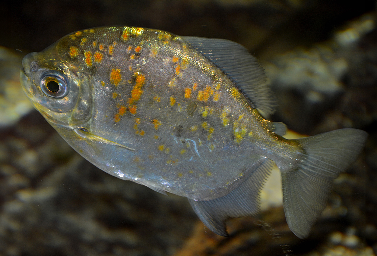 Myloplus rubripinnis