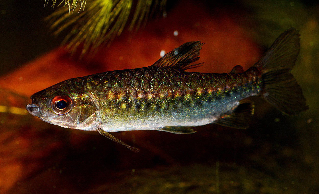 Arnoldichthys spilopterus