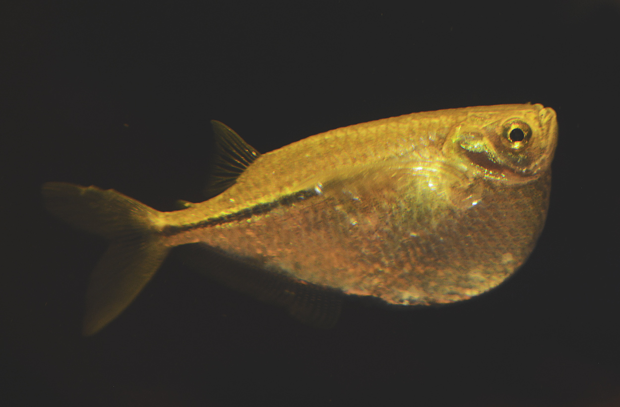 Gasteropelecus sternicla