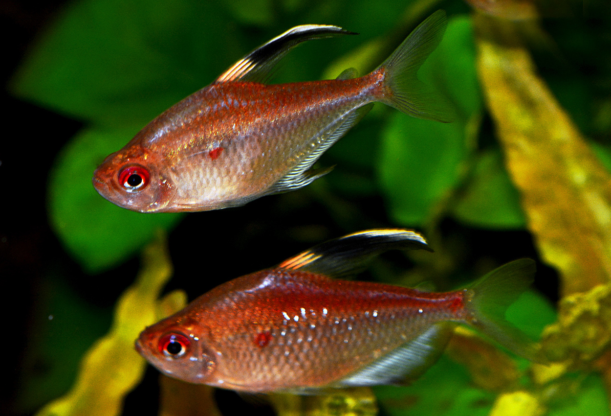 Hyphessobrycon pyrrhonotus