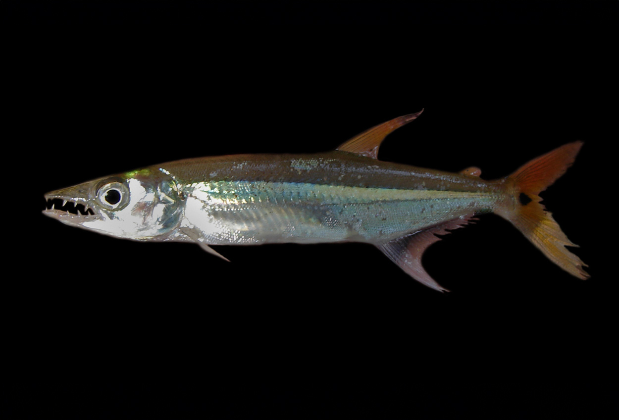 Acestrorhynchus microlepis