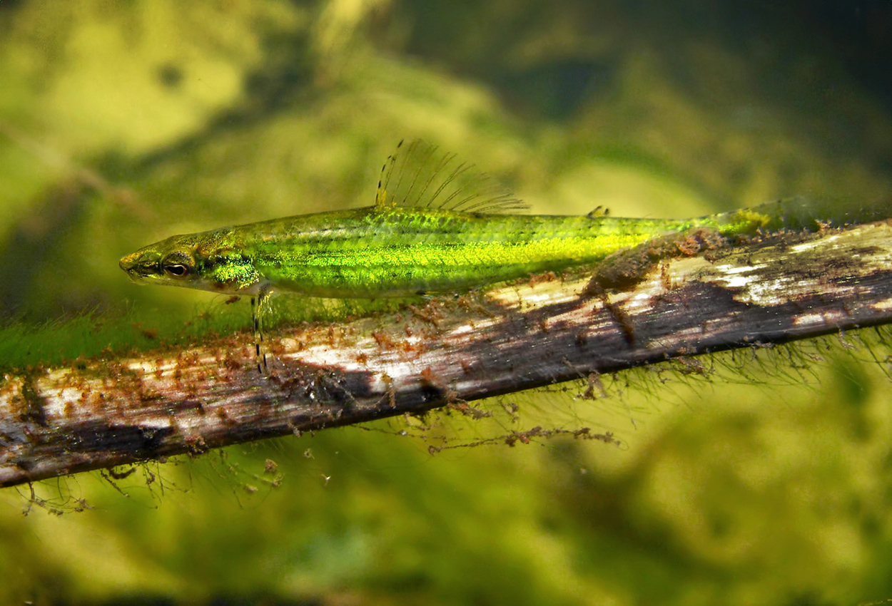 Ammocryptocharax elegans