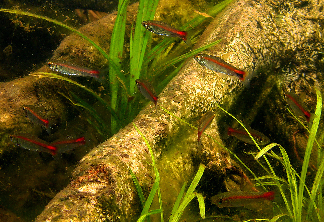 Curimatopsis evelynae