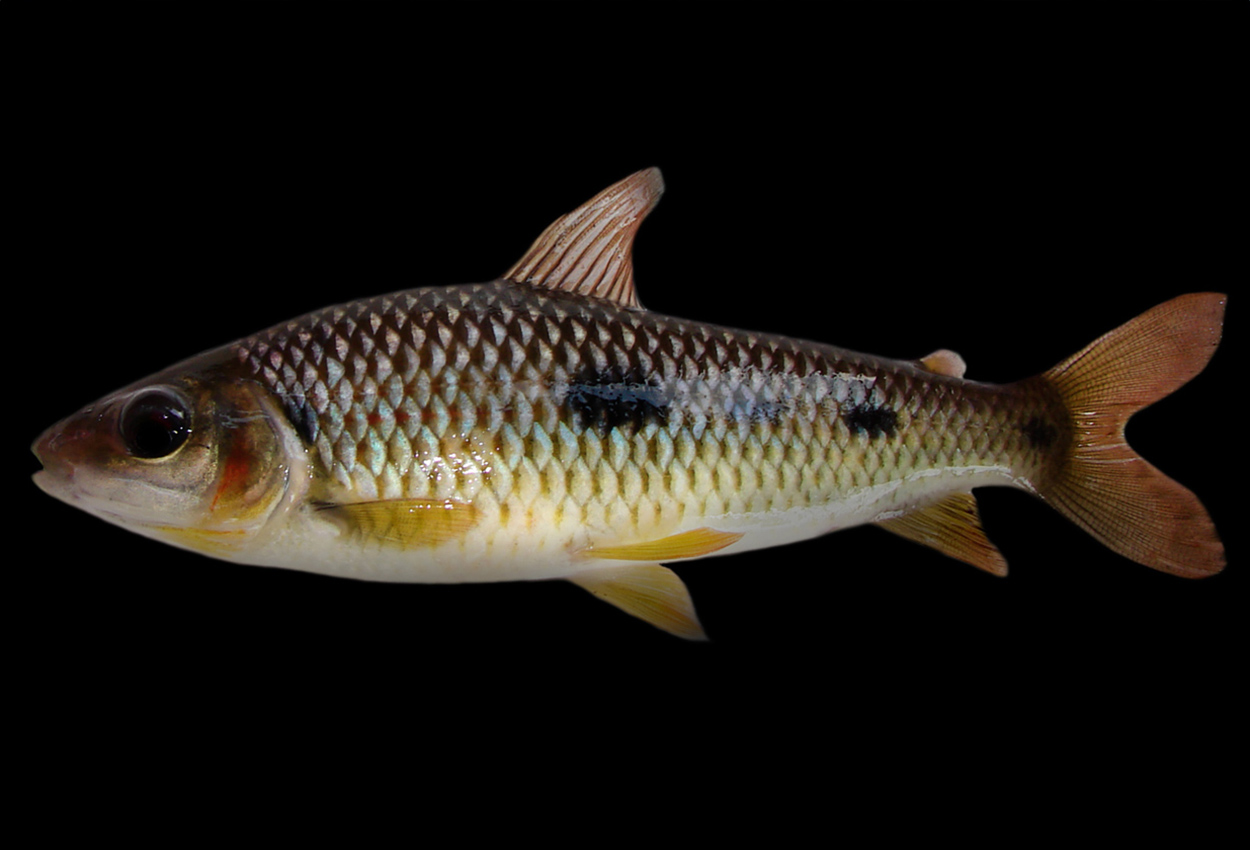 Leporinus friderici