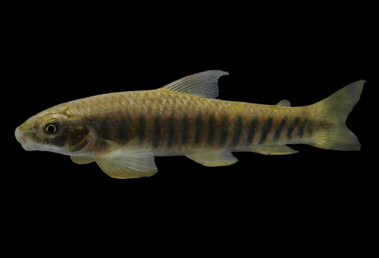 Parodon apolinari