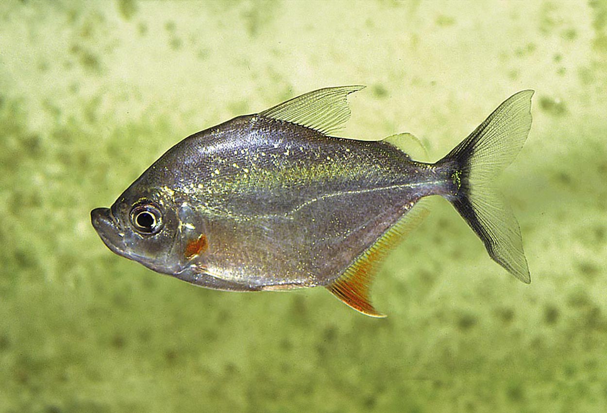 Catoprion mento