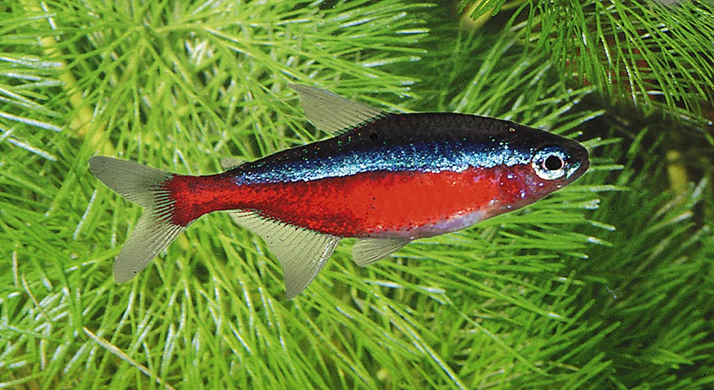 Paracheirodon axelrodi