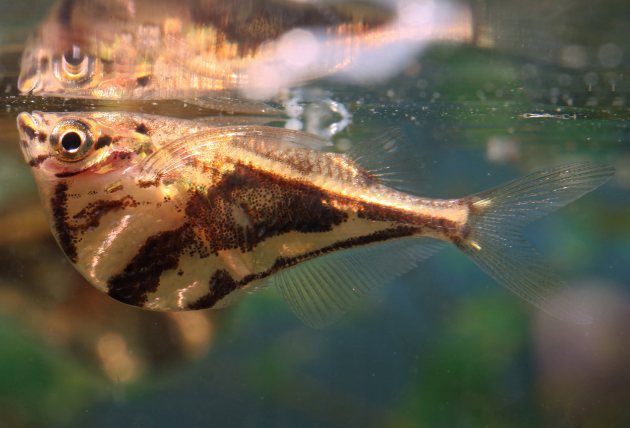 Carnegiella strigata
