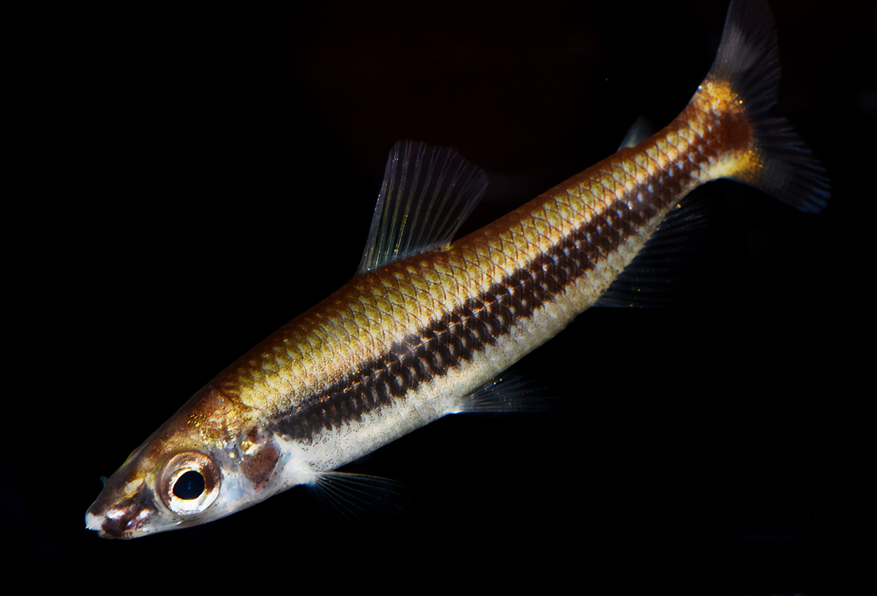 Nannocharax latifasciatus