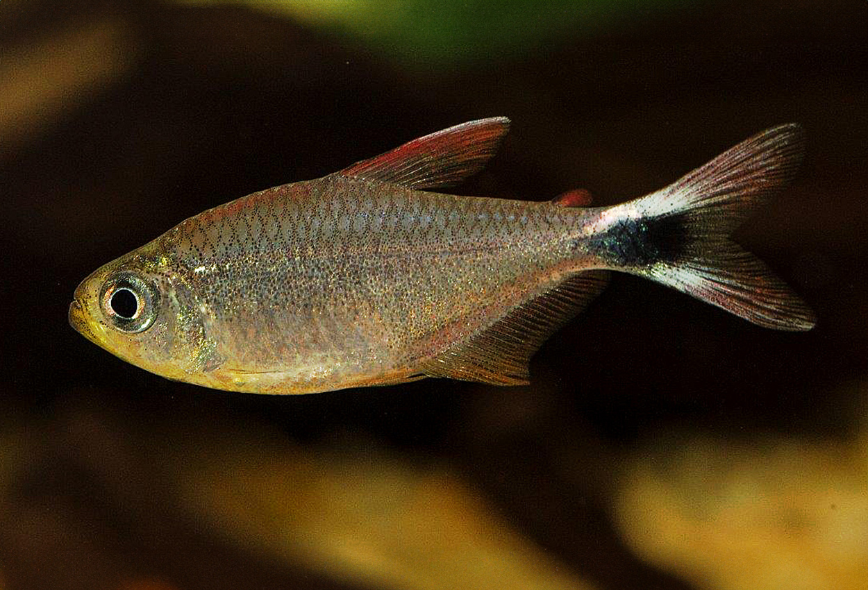 Hyphessobrycon robustulus 