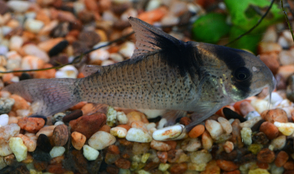 Corydoras bicolor