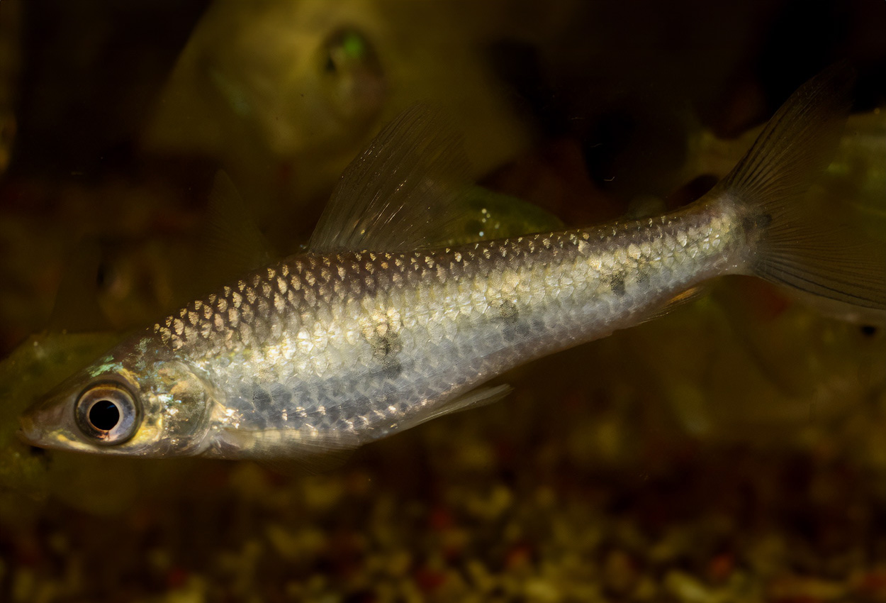 Schizodon fasciatus