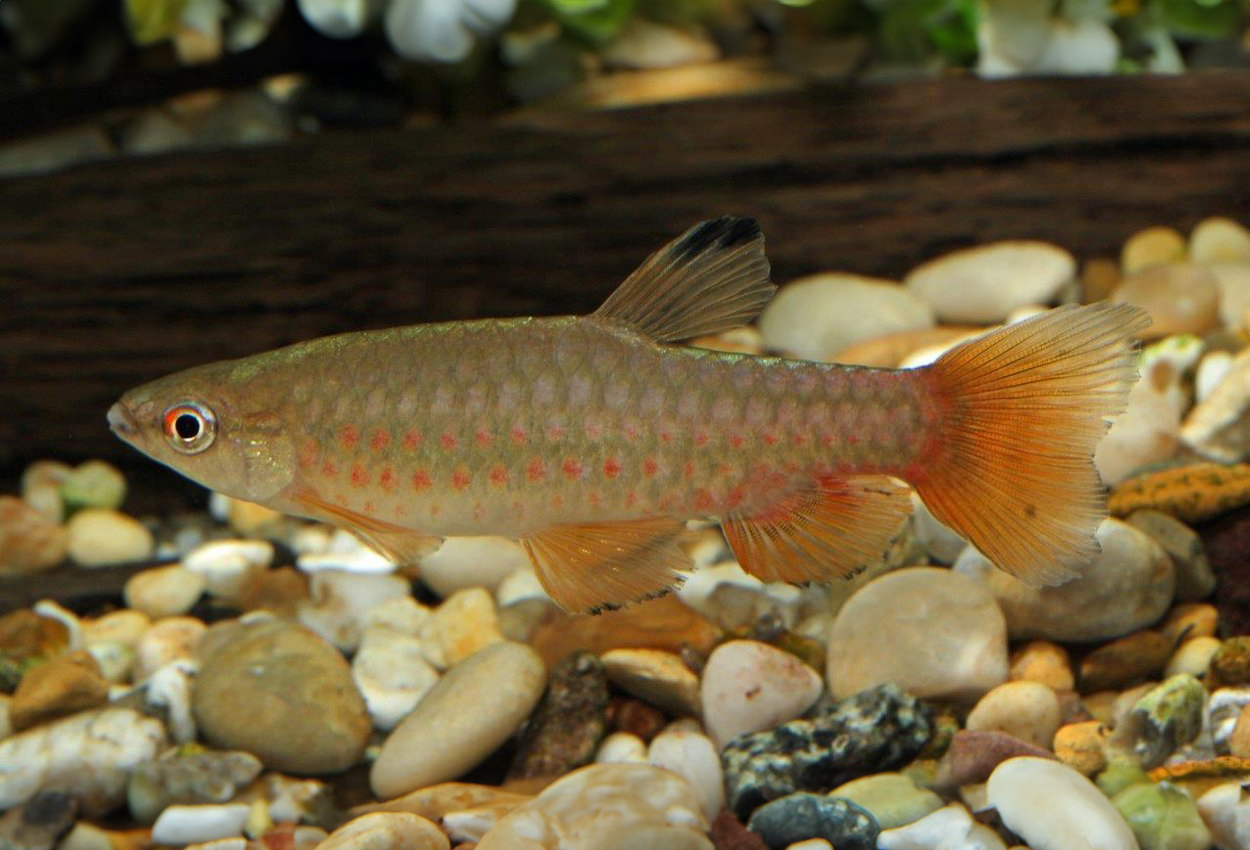 Pyrrhulina obermulleri