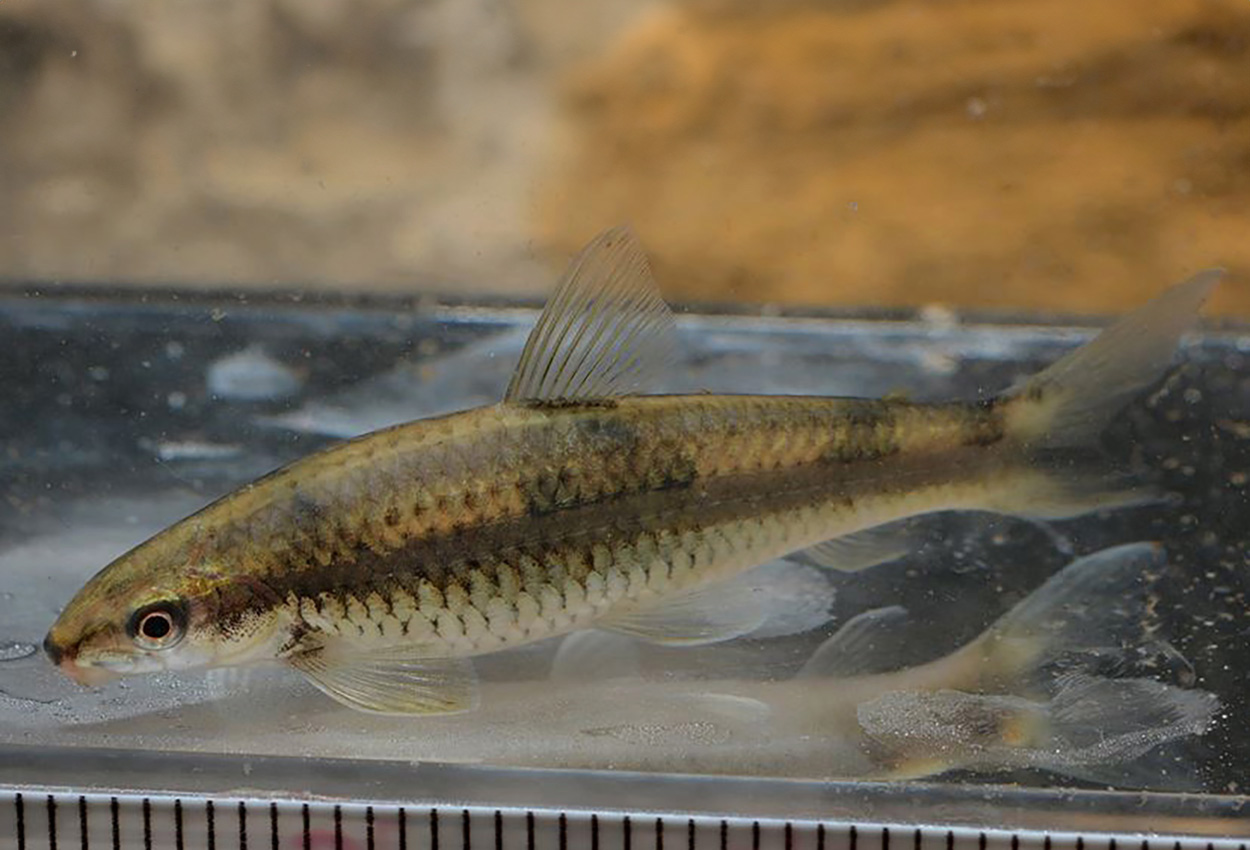 Parodon buckleyi