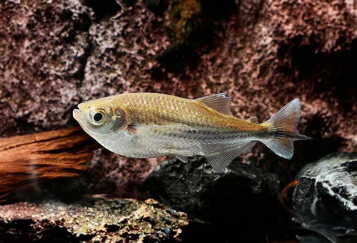 Triphorteus angulatus 