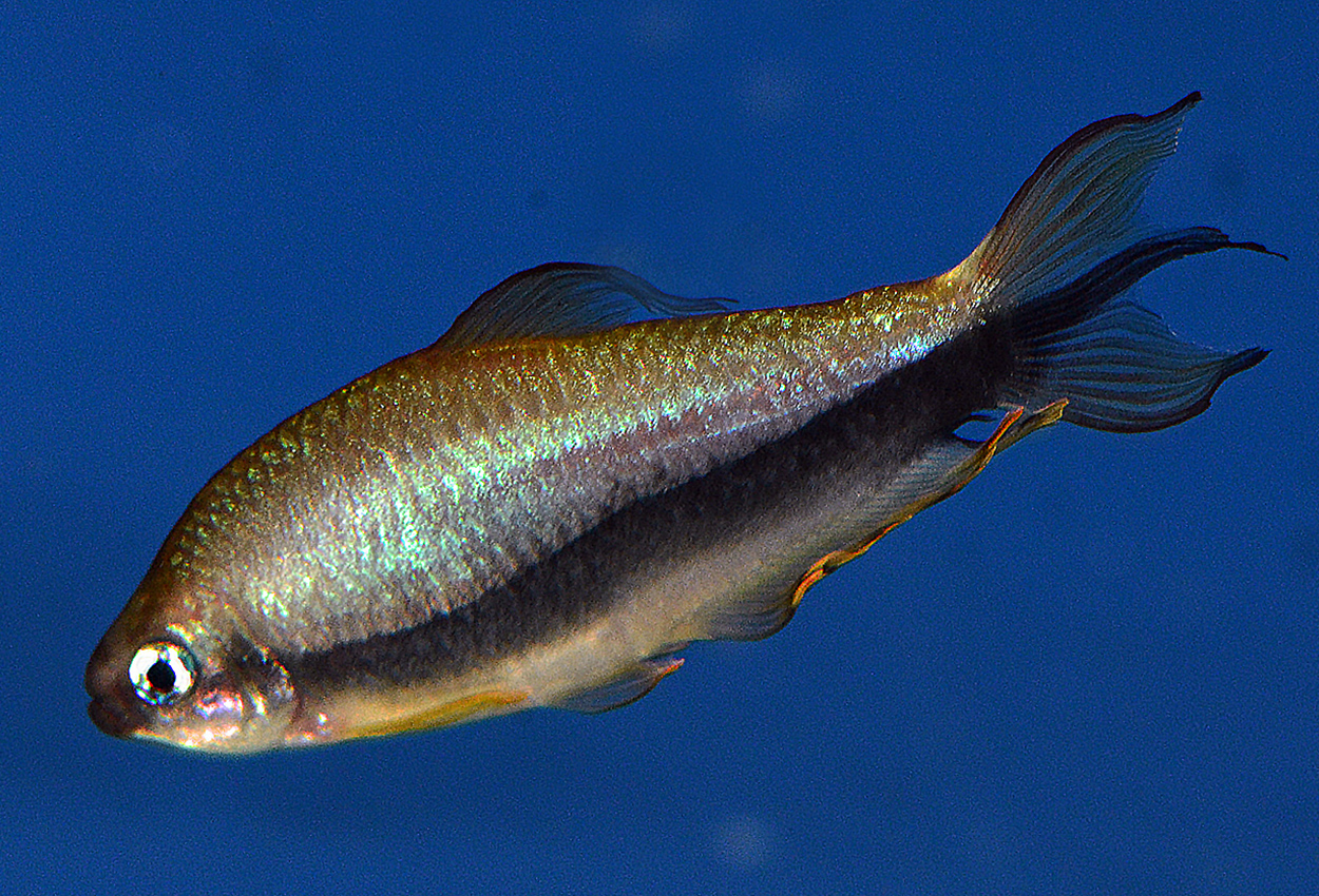 Hyphessobrycon nigricinctus