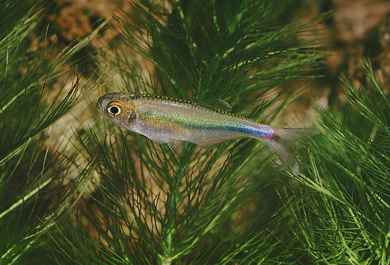 Boehlkea fredcochui