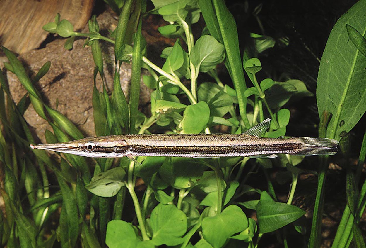 Boulengerella lateristriga