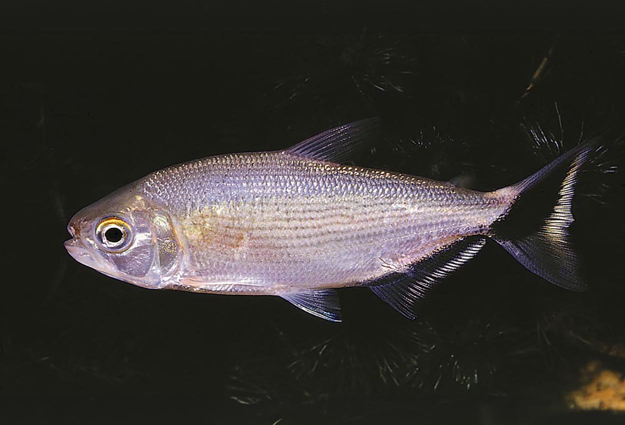 Brycon melanopterus