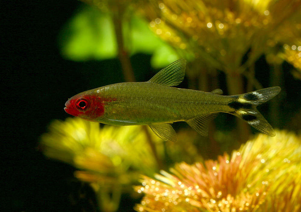 Hemigrammus bleheri