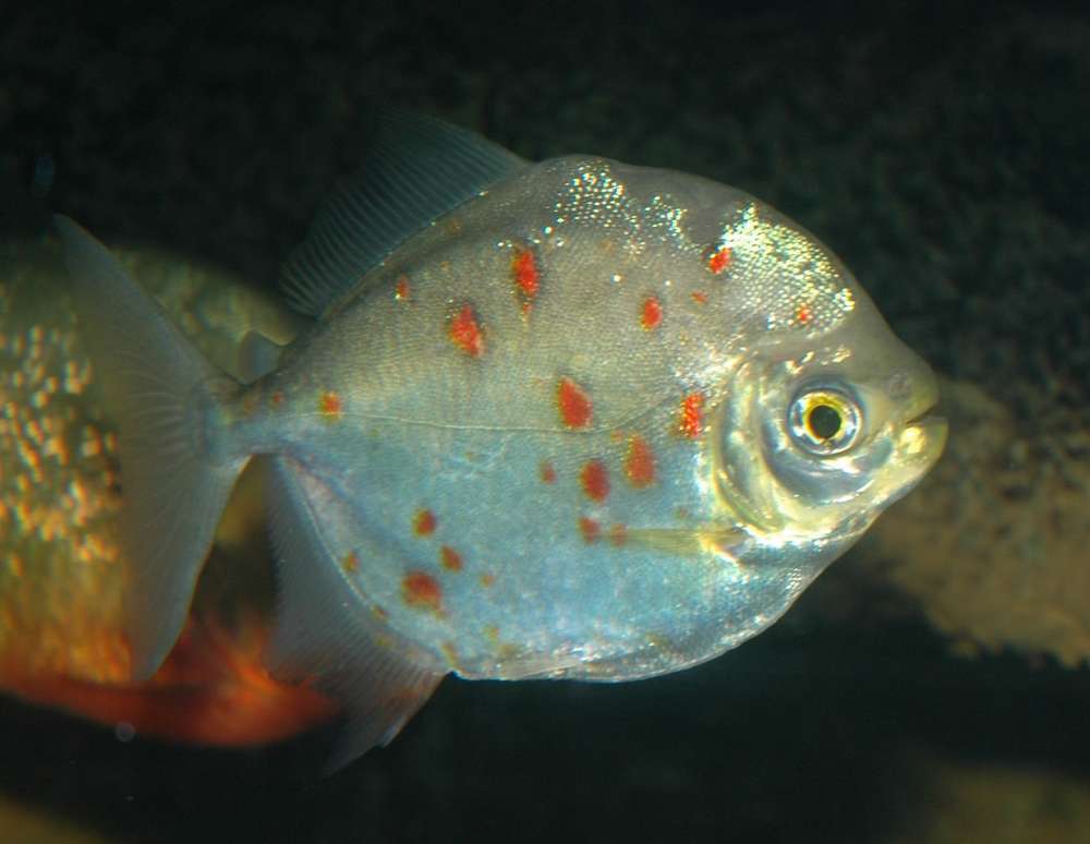 Metynnis argenteus
