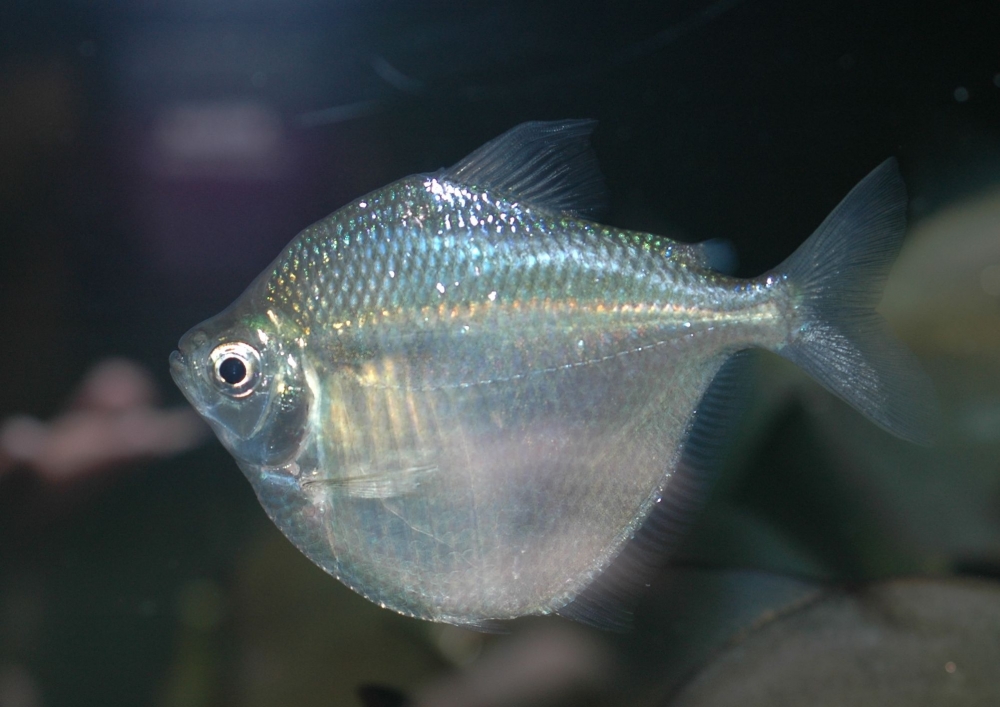 Myleus cf. schomburgkii