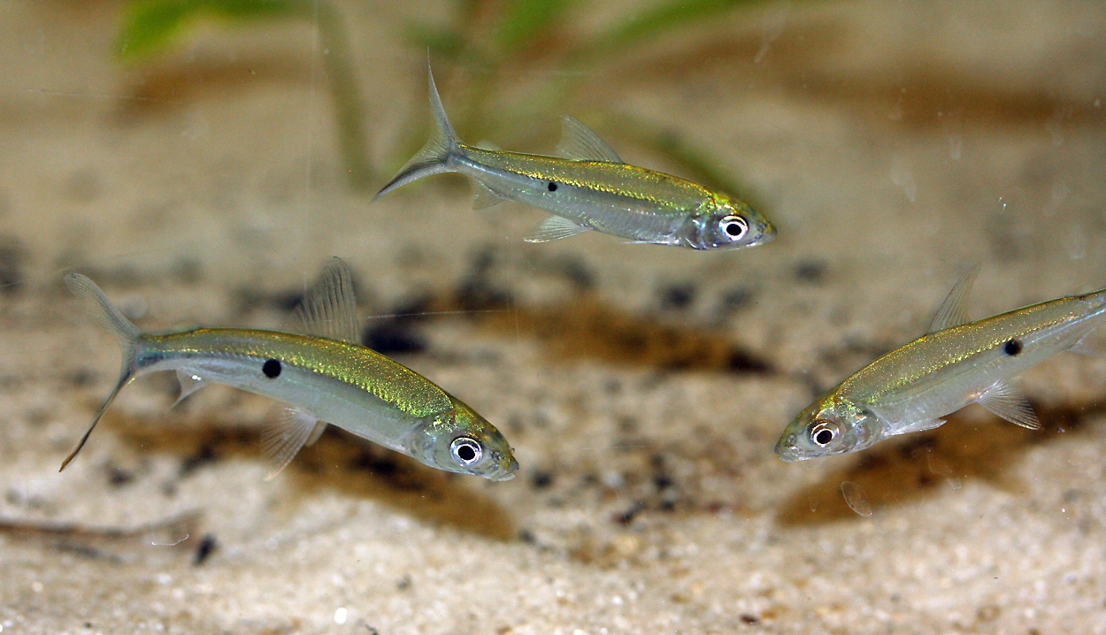 Hemiodus unimaculatus