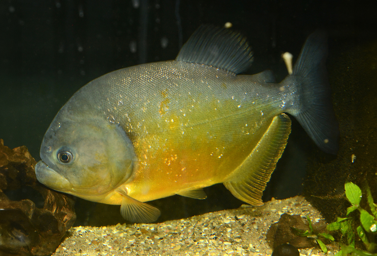 Pygocentrus piraya
