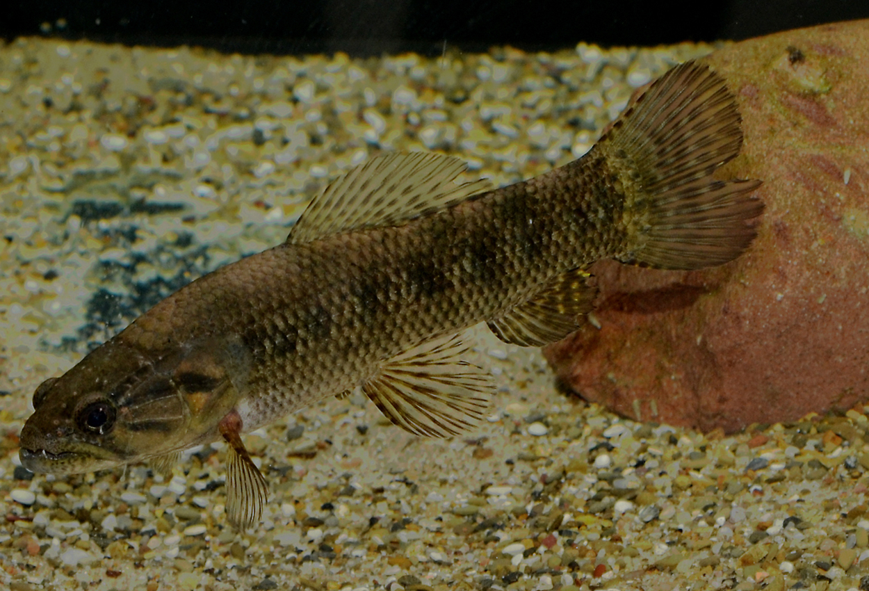Hoplias lacerdae