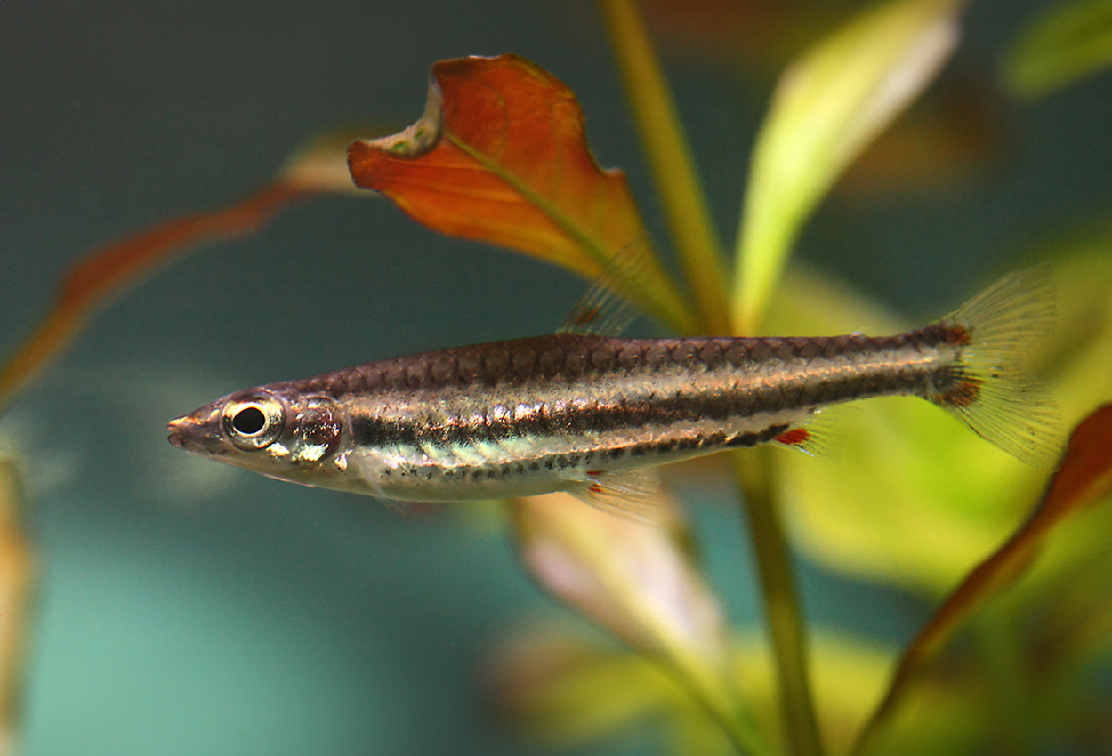 Nannostomus bifasciatus