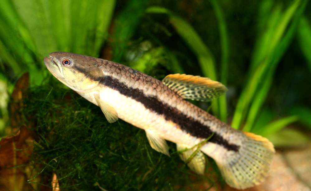 Erythrinus sp. "peru"