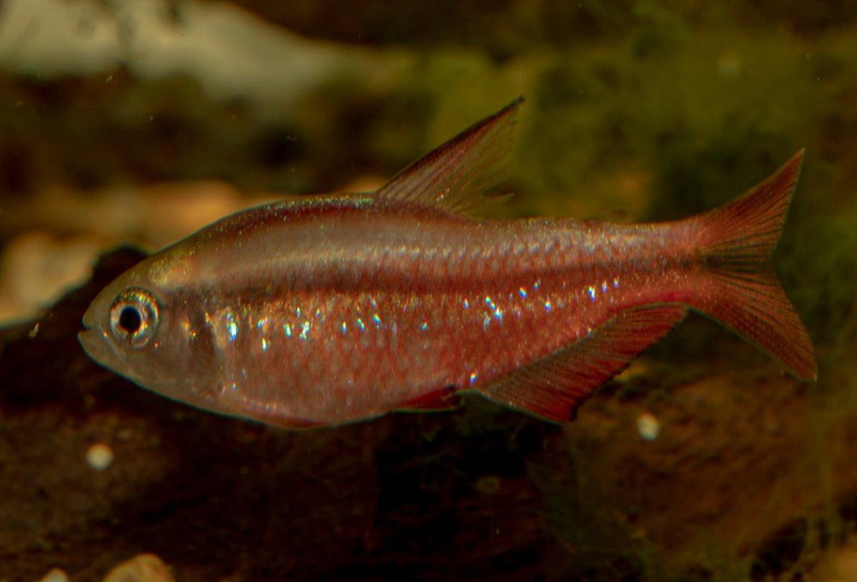 Hyphessobrycon notidanos