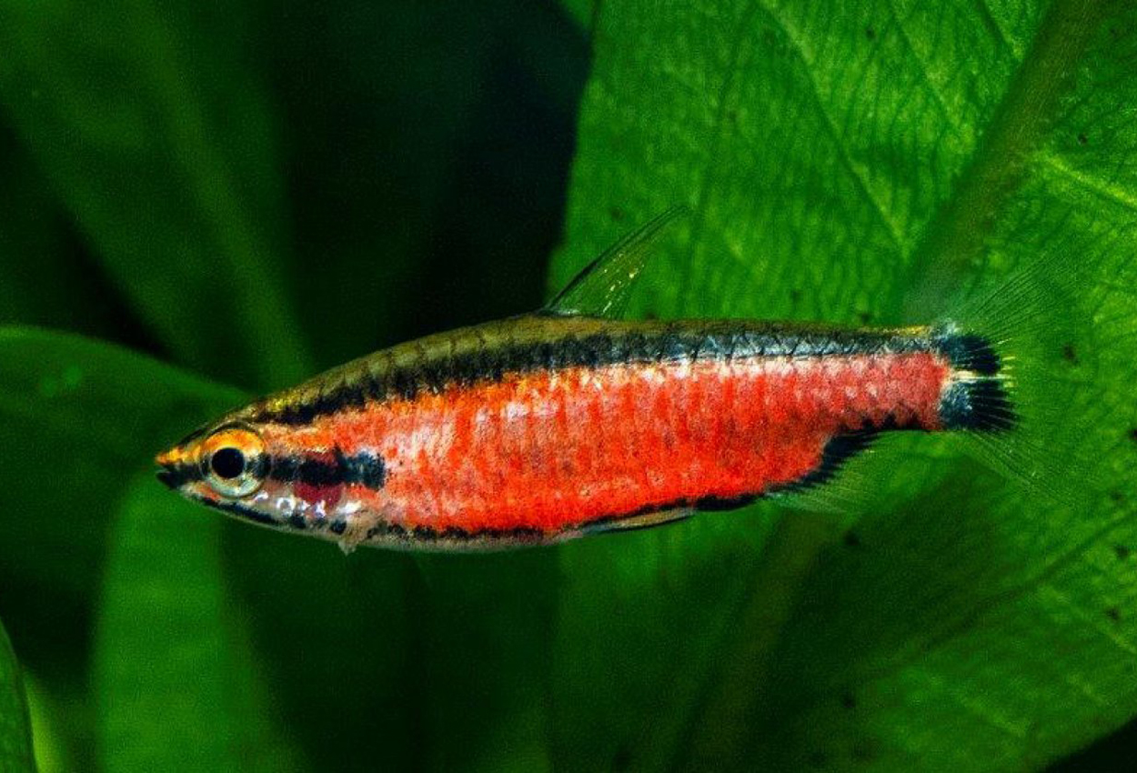 Nannostomus sp. 'superred Cenepa'