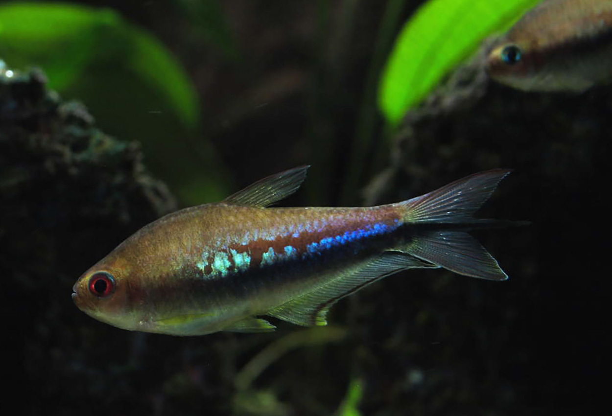 Nematobrycon lacortei