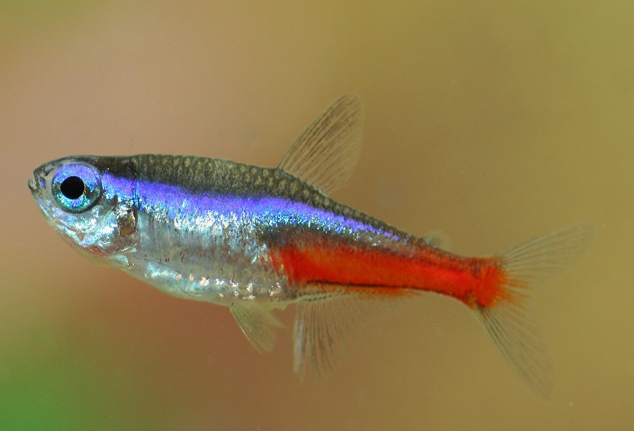  Neontetra
