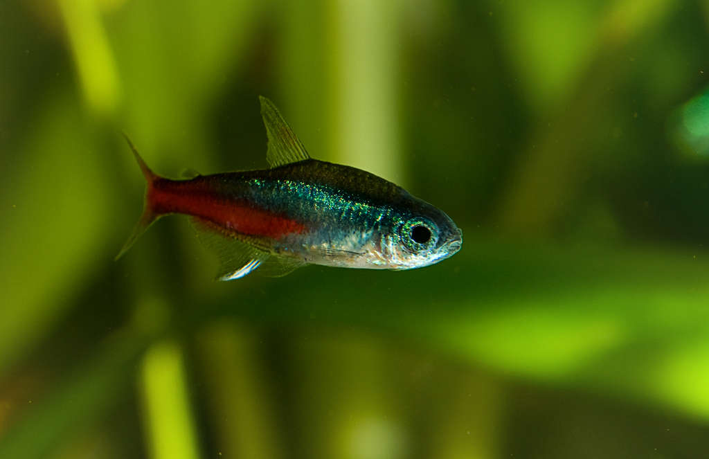 Paracheirodon innesi