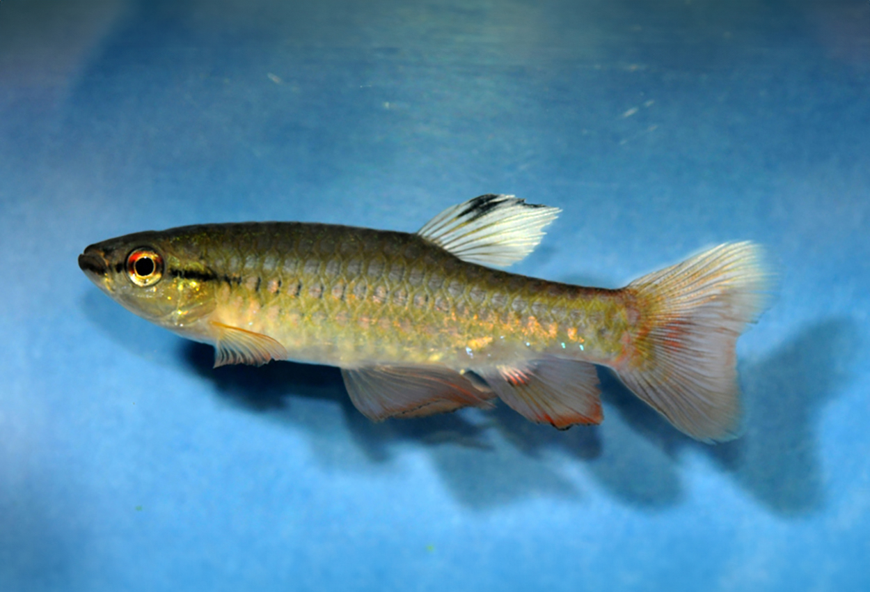 Pyrrhulina brevis