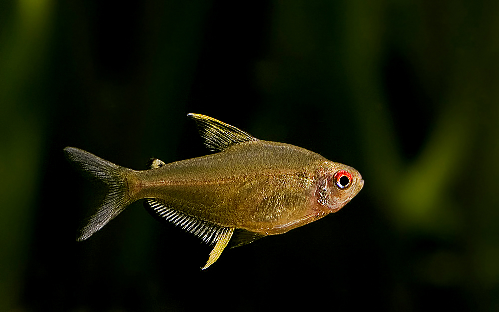 Hyphessobrycon pulchripinnis