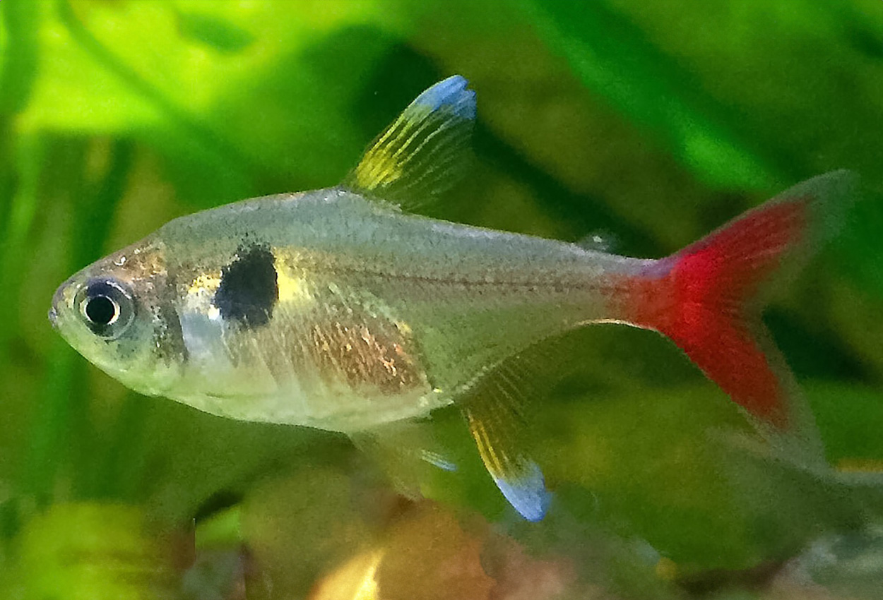 Hyphessobrycon roseus