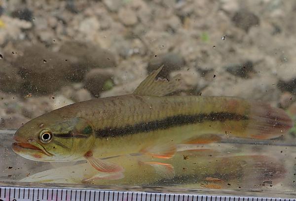 Gylden ulv tetra