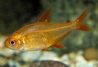 Hyphessobrycon sp. 'Muzel red cherry'