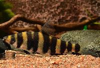 Leporinus altipinnis