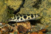 Leporinus octomaculatus