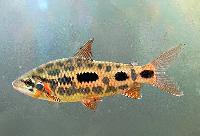 Leporinus sp. 'strawberry'