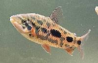 Leporinus sp. 'strawberry'