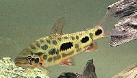 Leporinus sp. 'strawberry'